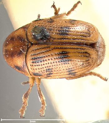 Media type: image; Entomology 9281   Aspect: habitus dorsal view